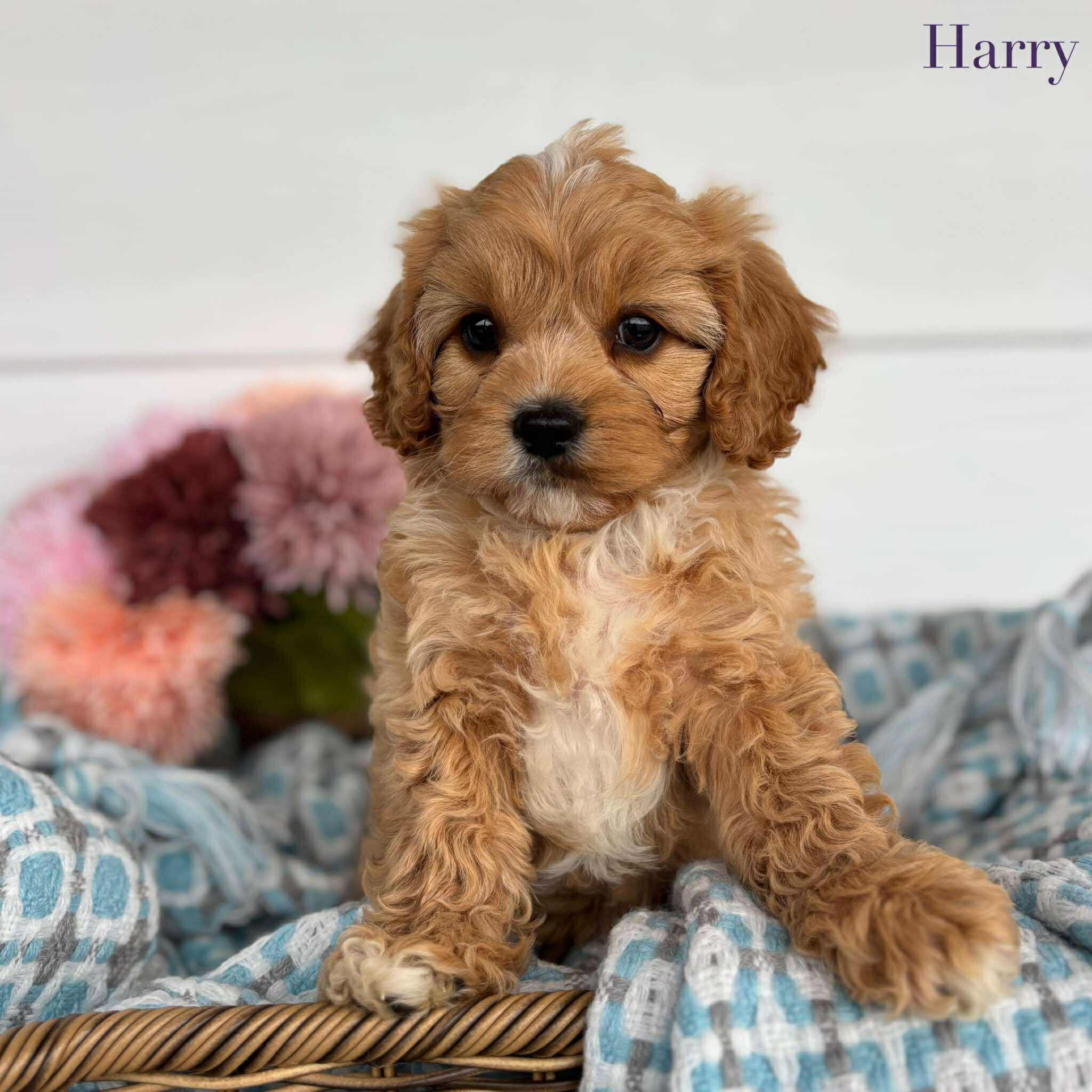 Cavoodle Toy Male Harry - Available to Adopt 11th October 2025