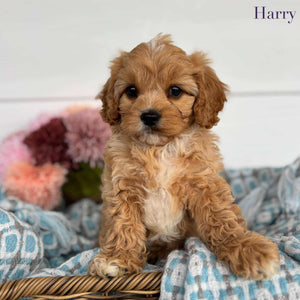 Cavoodle Toy Male Harry - Available to Adopt 11th October 2025