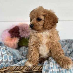 Cavoodle Toy Male Harry - Available to Adopt 11th October 2025