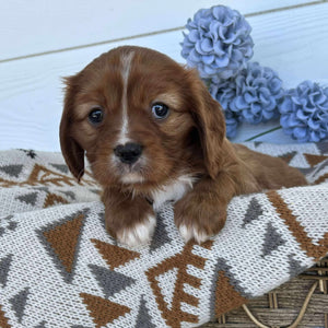 Cavalier Male Diesel - Available to Adopt 15th October 2025