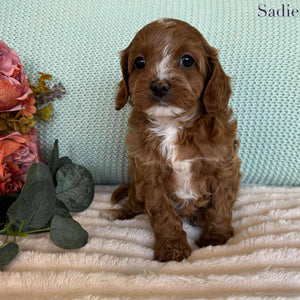 Cavoodle Toy Female Sadie - Available to Adopt 7th October 2025