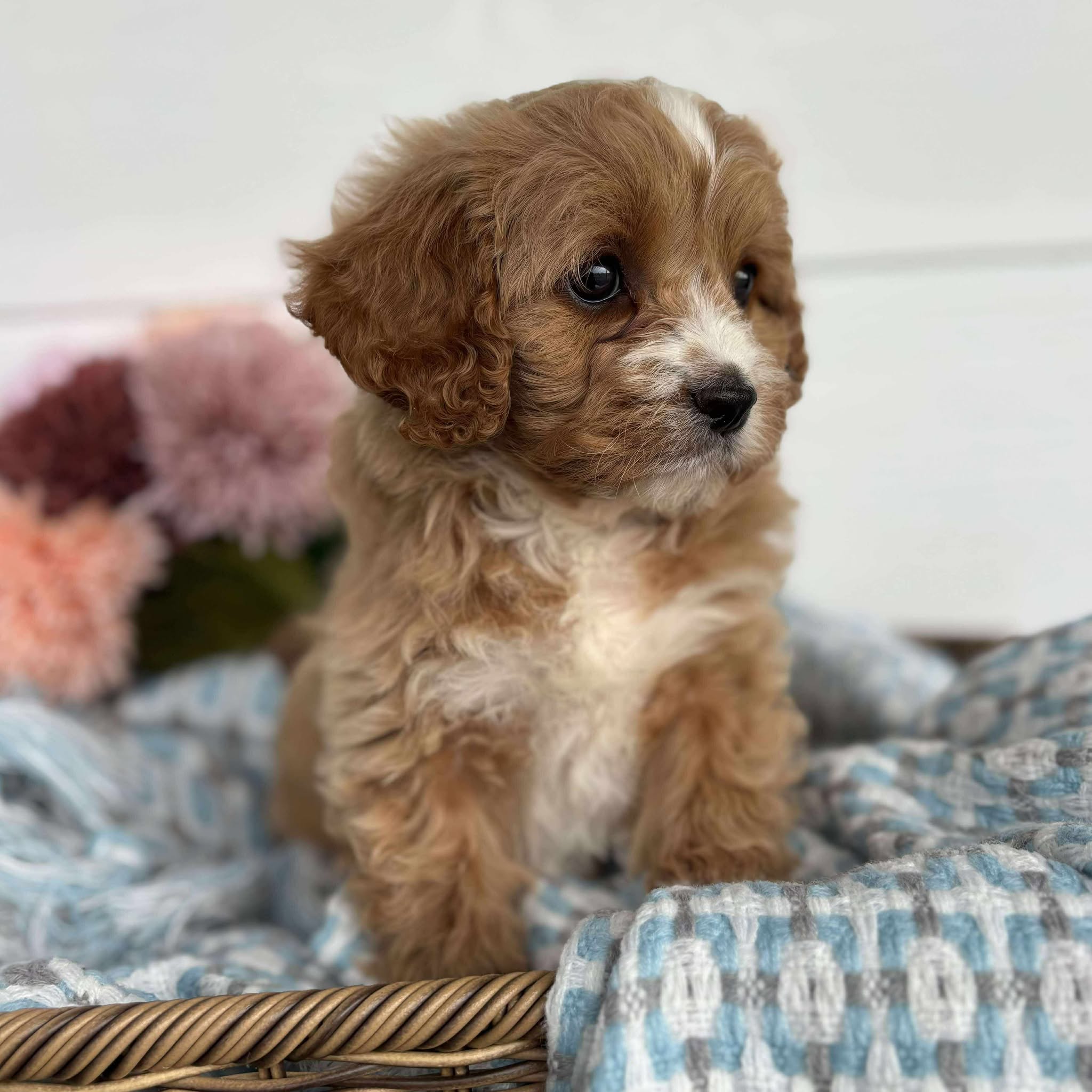 Cavoodle Toy Male Hank - Available to Adopt 11th October 2025