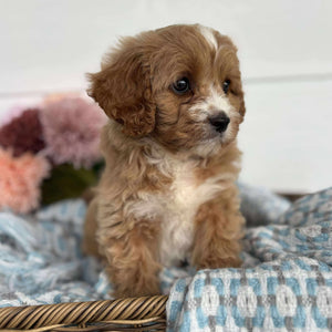 Cavoodle Toy Male Hank - Available to Adopt 11th October 2025
