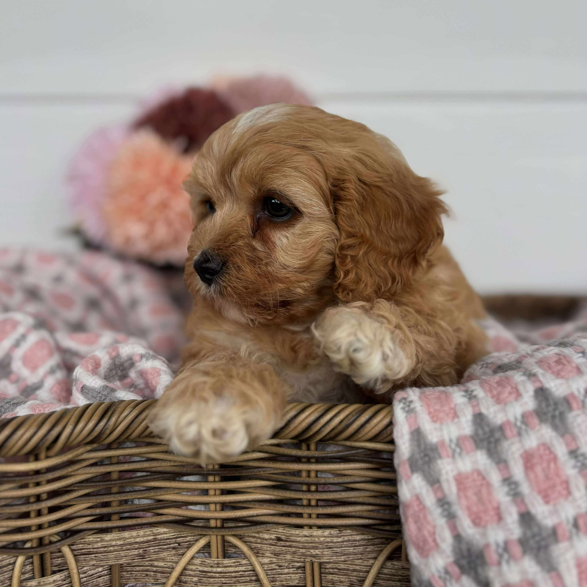 Cavoodle Toy Female Harlow - Available to Adopt 11th October 2025