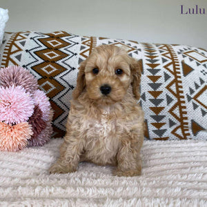Spoodle Mini Female Lulu - Available to Adopt 11th October 2025