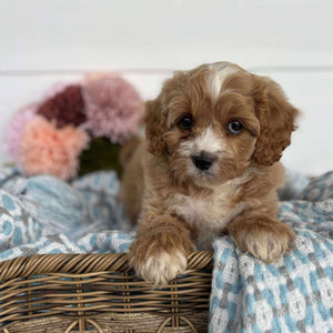 Cavoodle Toy Male Hank - Available to Adopt 11th October 2025