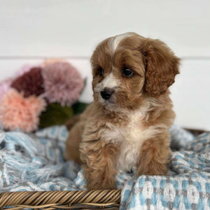 Cavoodle Toy Male Hank - Available to Adopt 11th October 2025