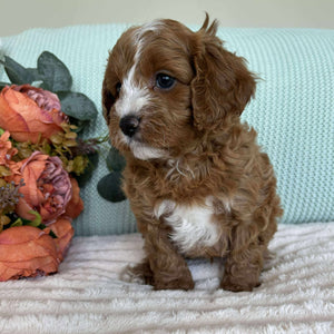 Cavoodle Toy Male Simba - Available to Adopt 7th October 2025