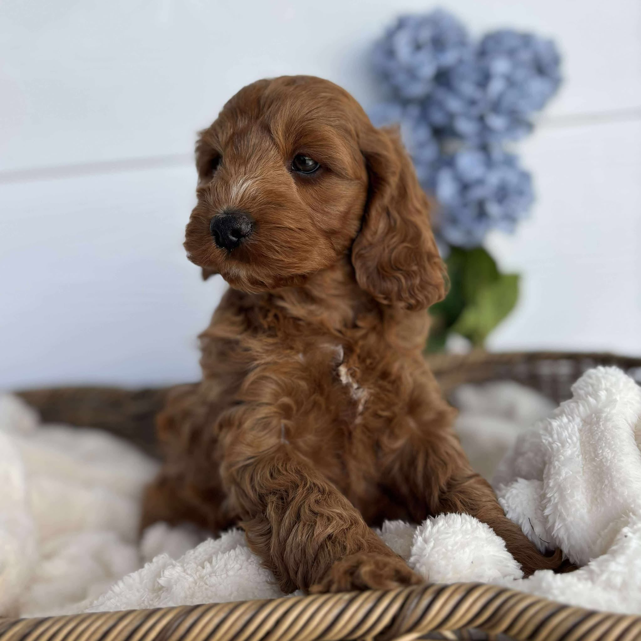 Spoodle Mini Female Bubbles - Adopted