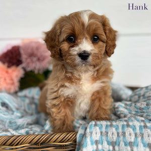 Cavoodle Toy Male Hank - Available to Adopt 11th October 2025