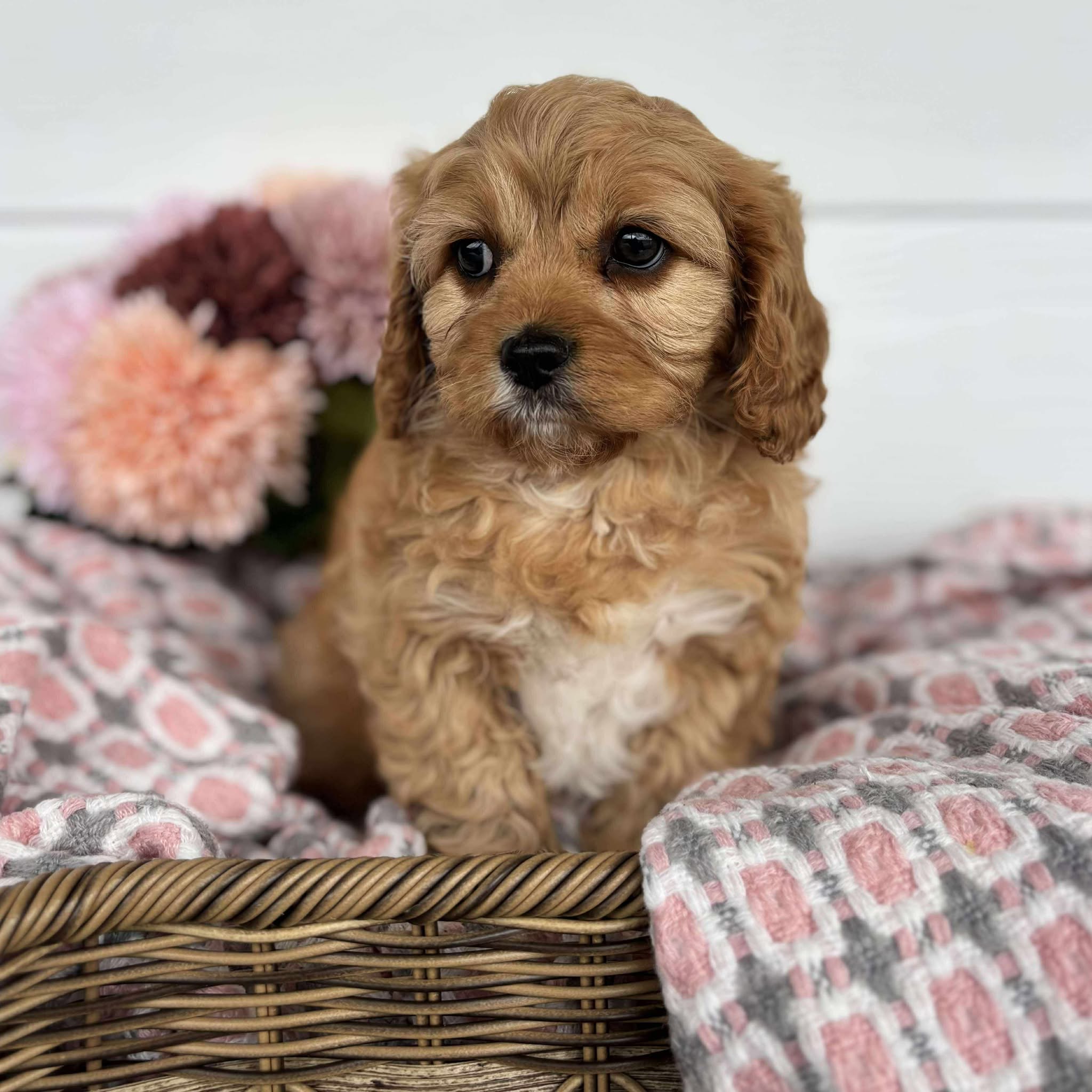 Cavoodle Toy Female Honey - Available to Adopt 11th October 2025