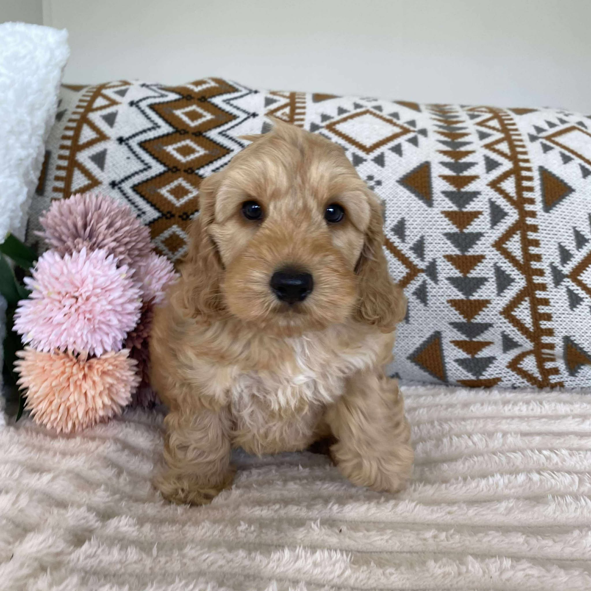 Spoodle Mini Male Lucky - Available to Adopt 11th October 2025