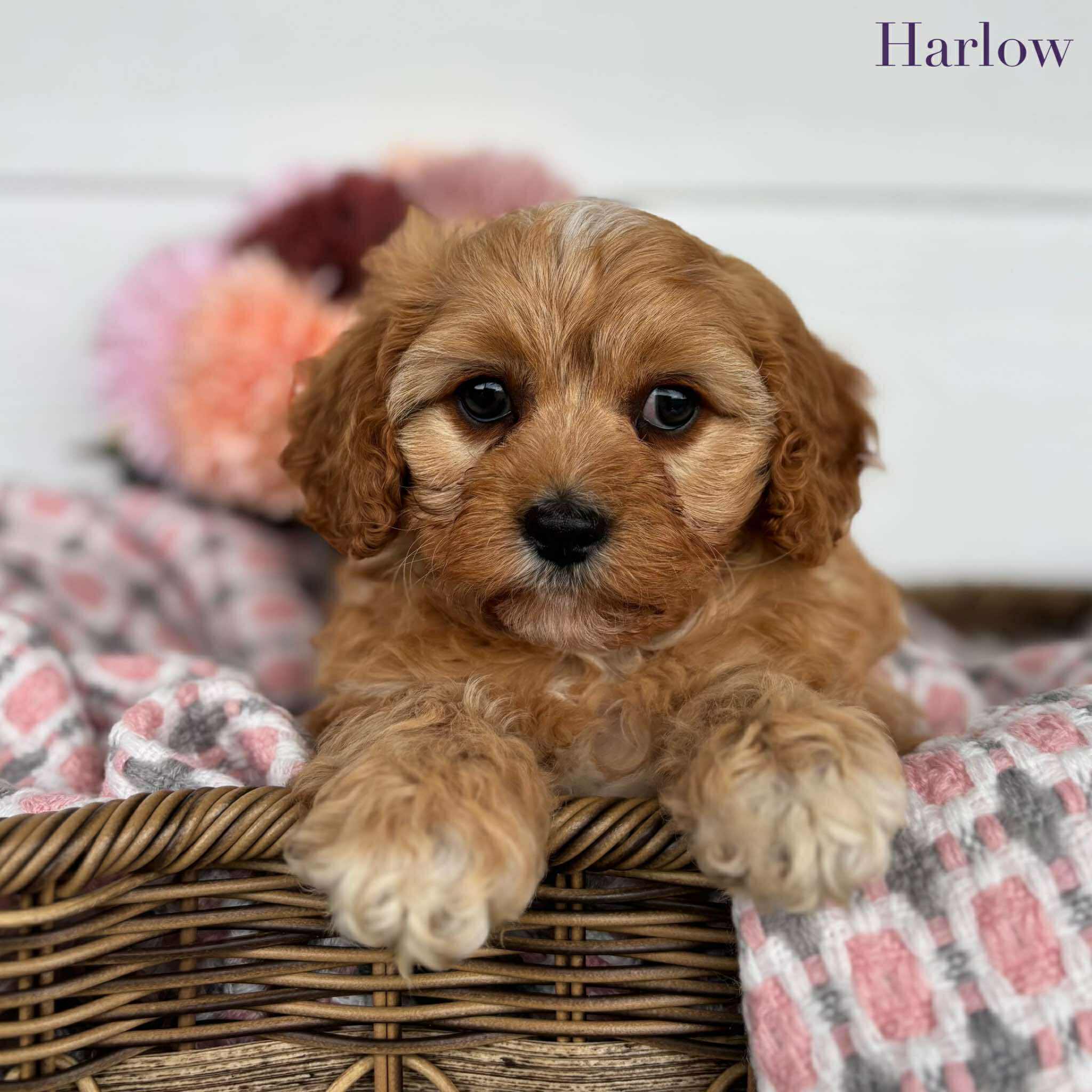 Cavoodle Toy Female Harlow - Available to Adopt 11th October 2025
