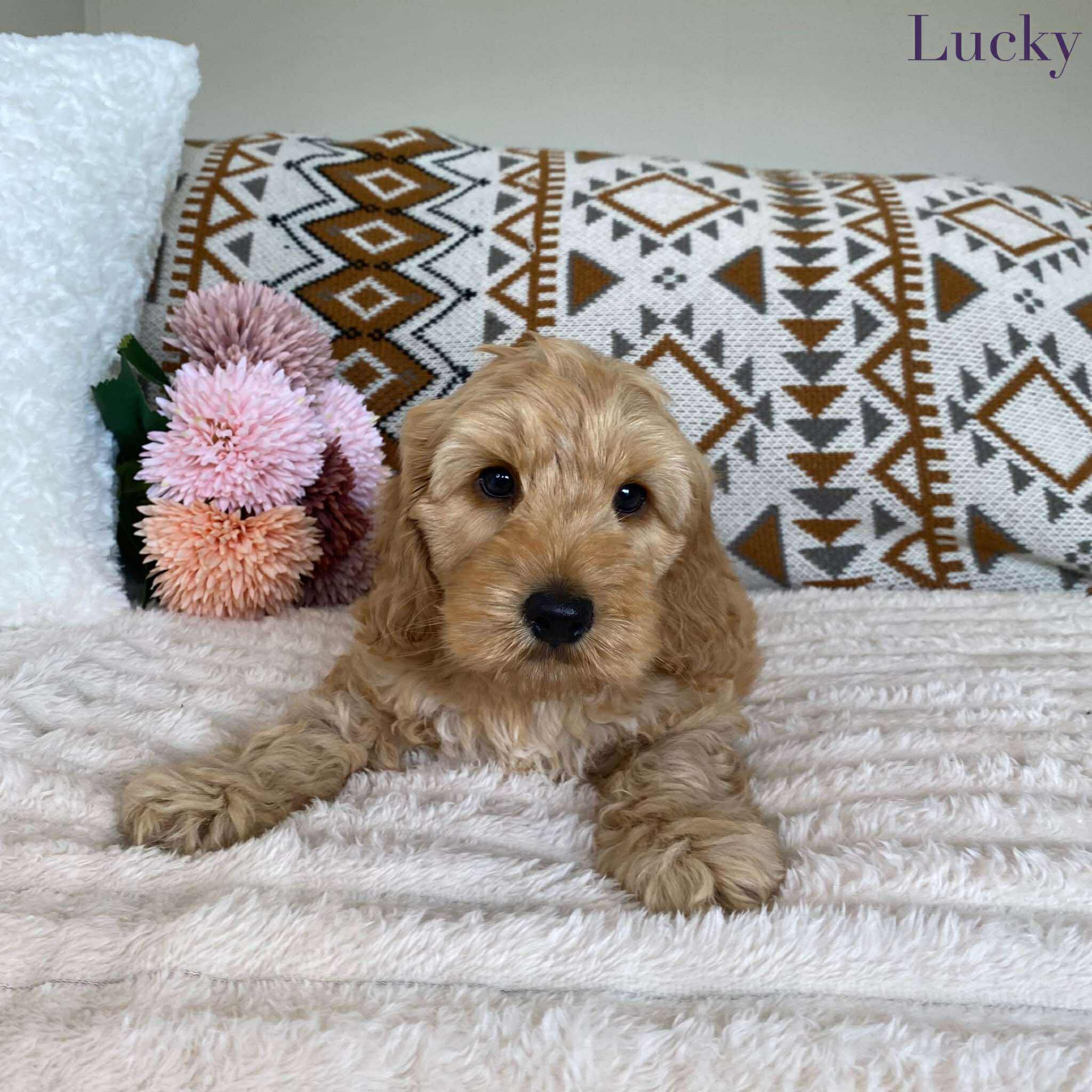 Spoodle Mini Male Lucky - Available to Adopt 11th October 2025