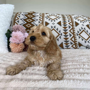 Spoodle Mini Male Lucky - Available to Adopt 11th October 2025