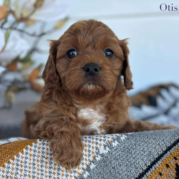 OTIS| Rovers Run Puppies Boutique breeder of Cavoodles and