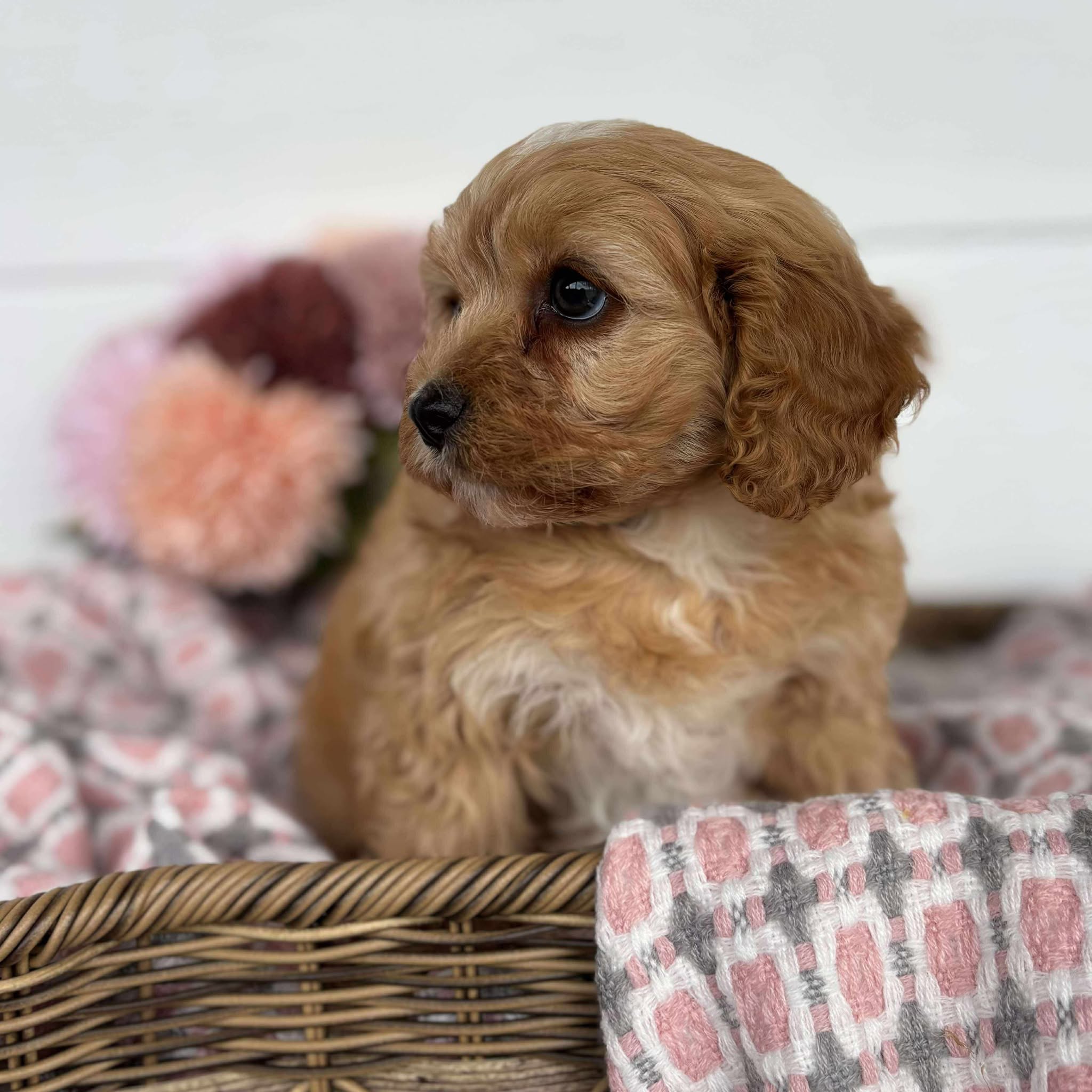 Cavoodle Toy Female Harlow - Available to Adopt 11th October 2025