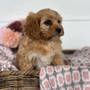 Cavoodle Toy Female Harlow - Available to Adopt 11th October 2025