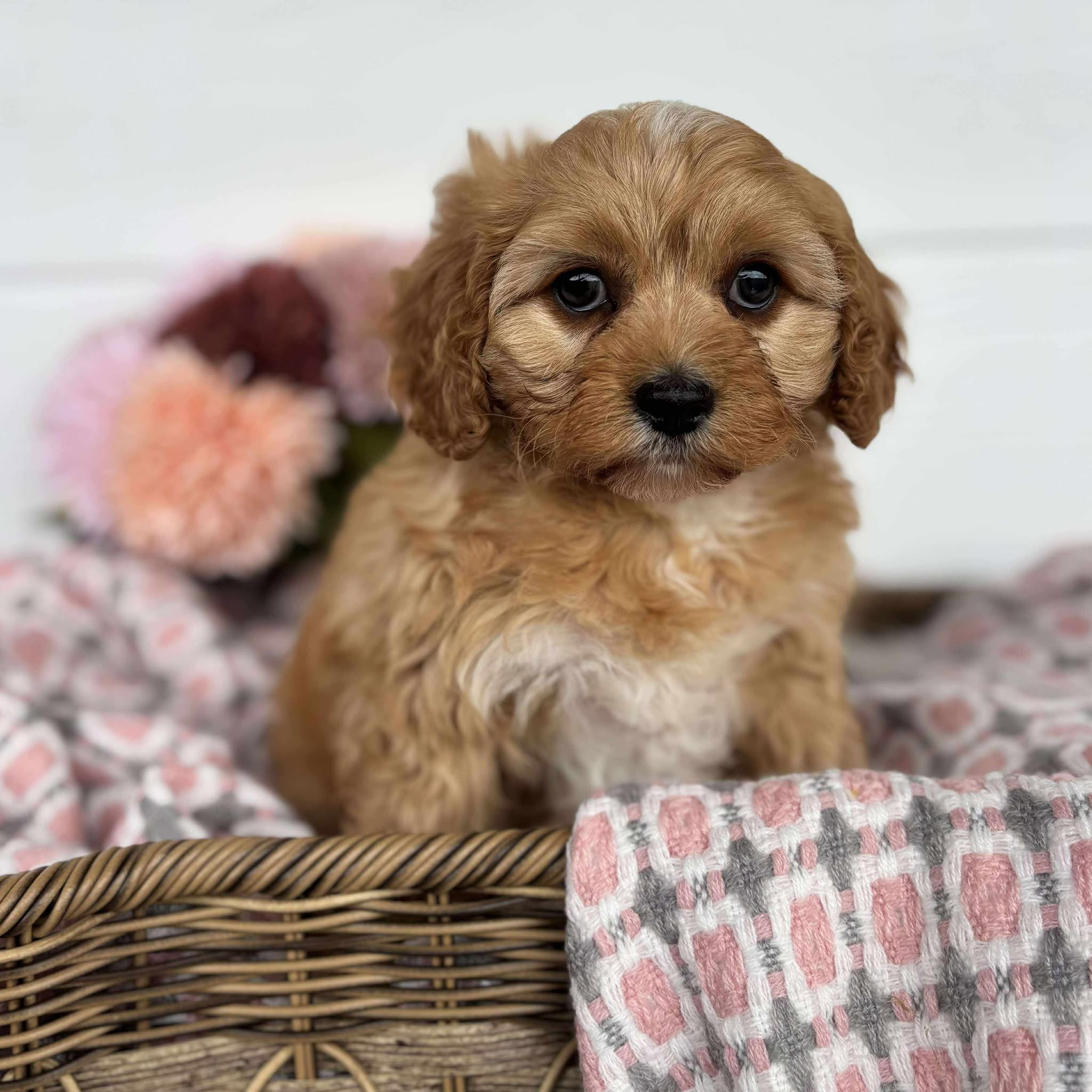 Cavoodle Toy Female Harlow - Available to Adopt 11th October 2025