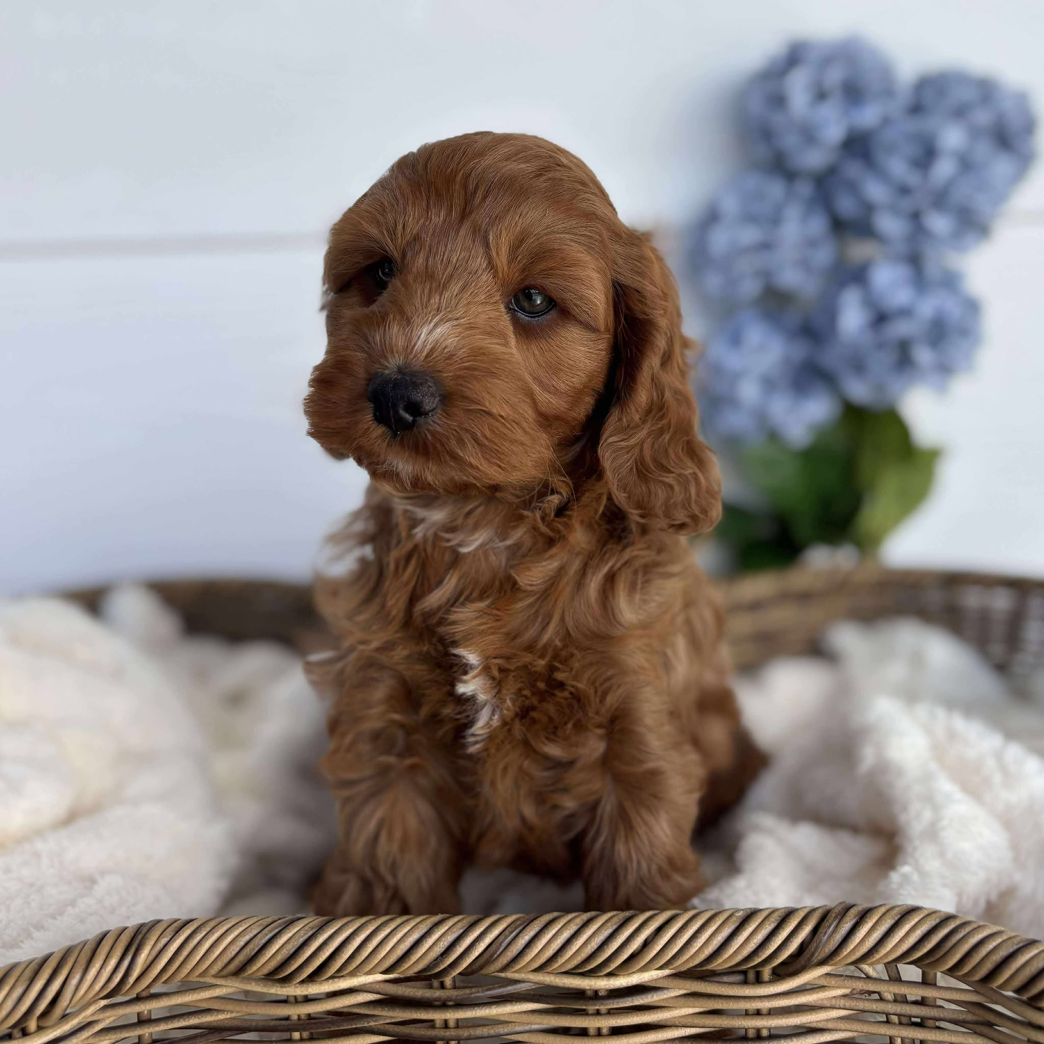Spoodle Mini Female Bubbles - Adopted