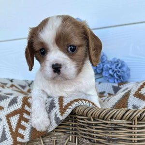 Cavalier Male Dozer - Available to Adopt 15th October 2025