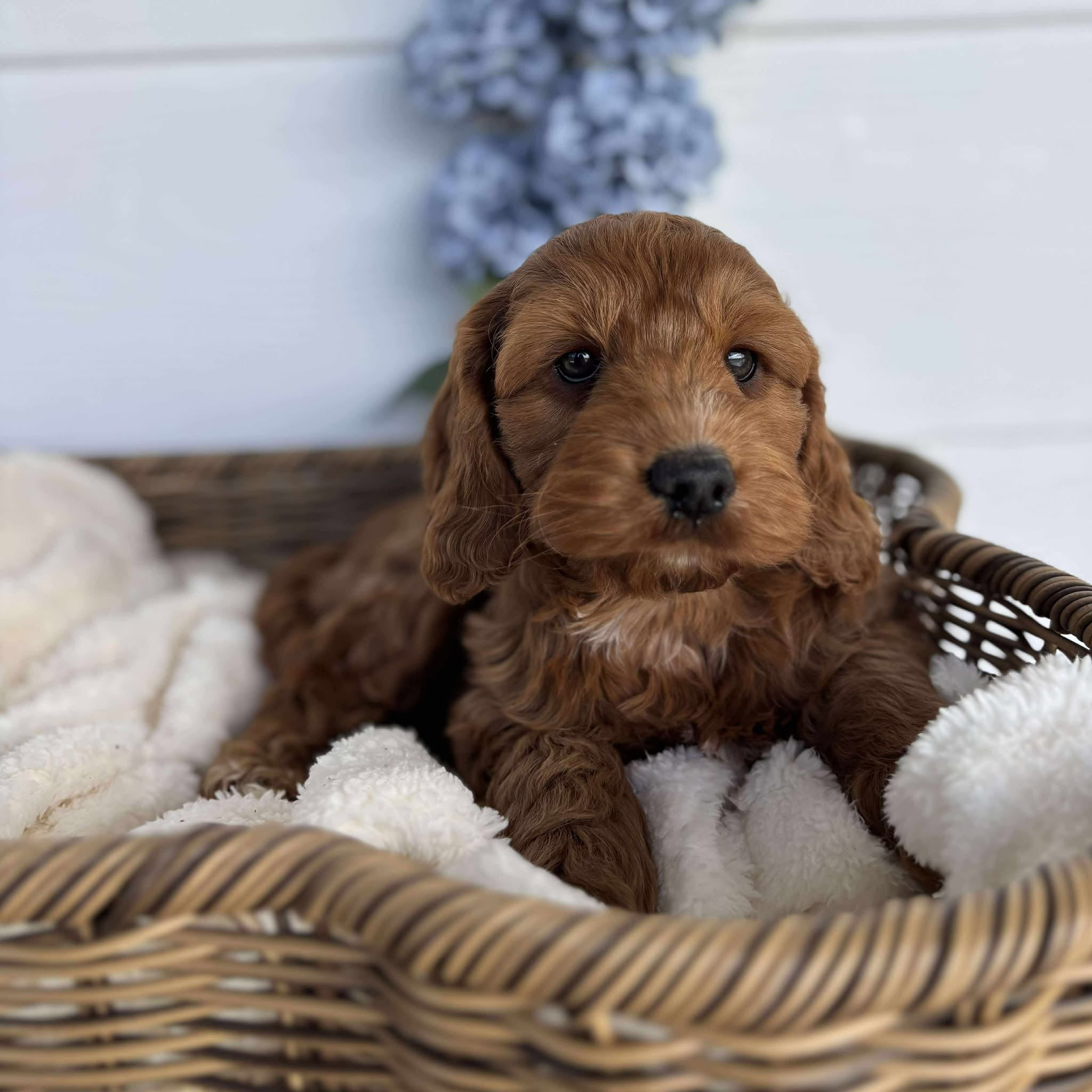 Spoodle Mini Female Bubbles - Adopted
