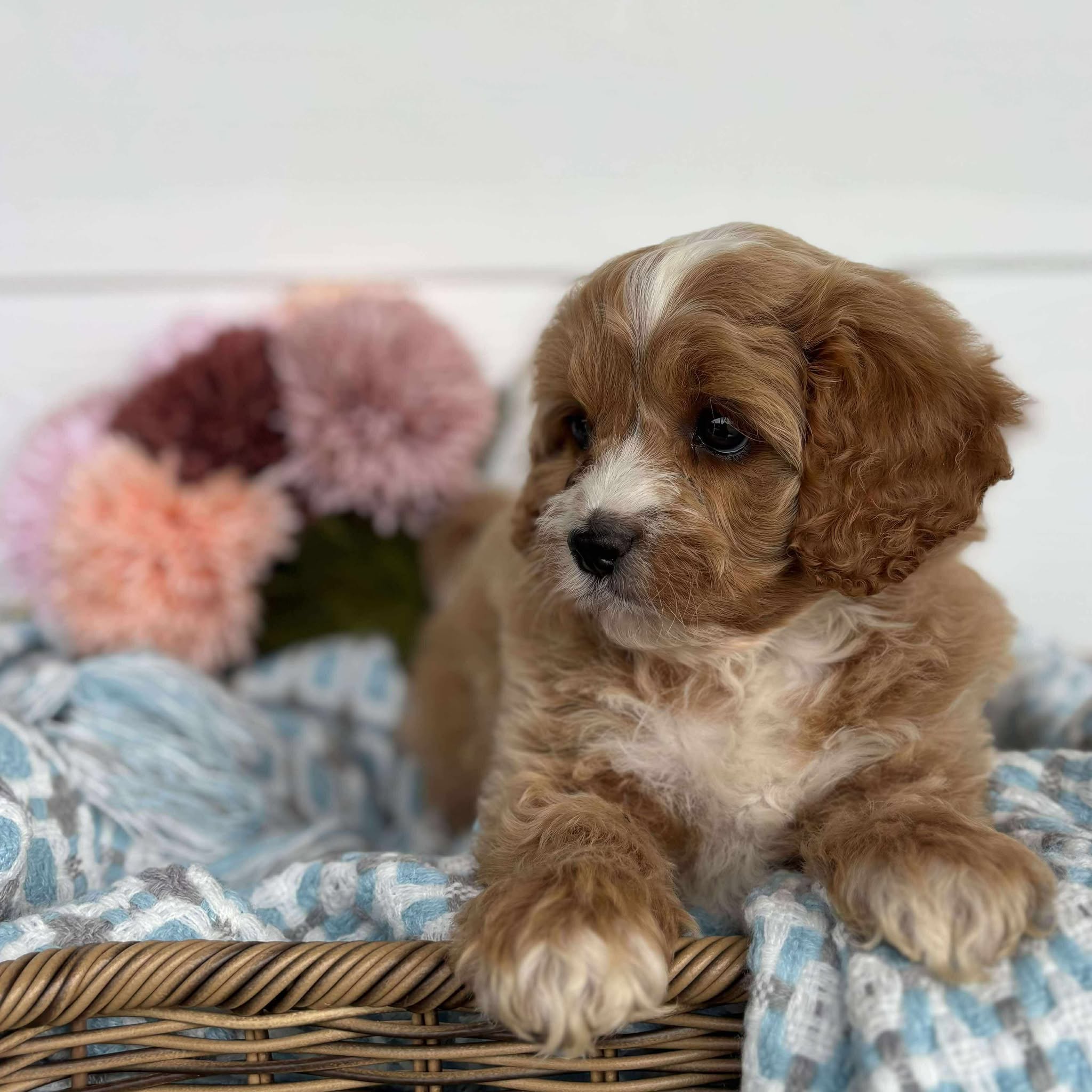 Cavoodle Toy Male Hank - Available to Adopt 11th October 2025