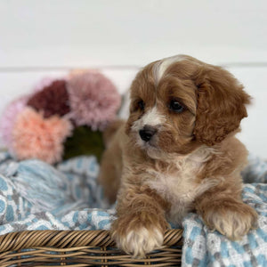 Cavoodle Toy Male Hank - Available to Adopt 11th October 2025