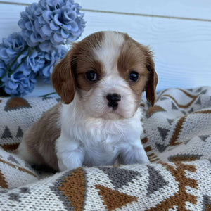 Cavalier Male Dozer - Available to Adopt 15th October 2025