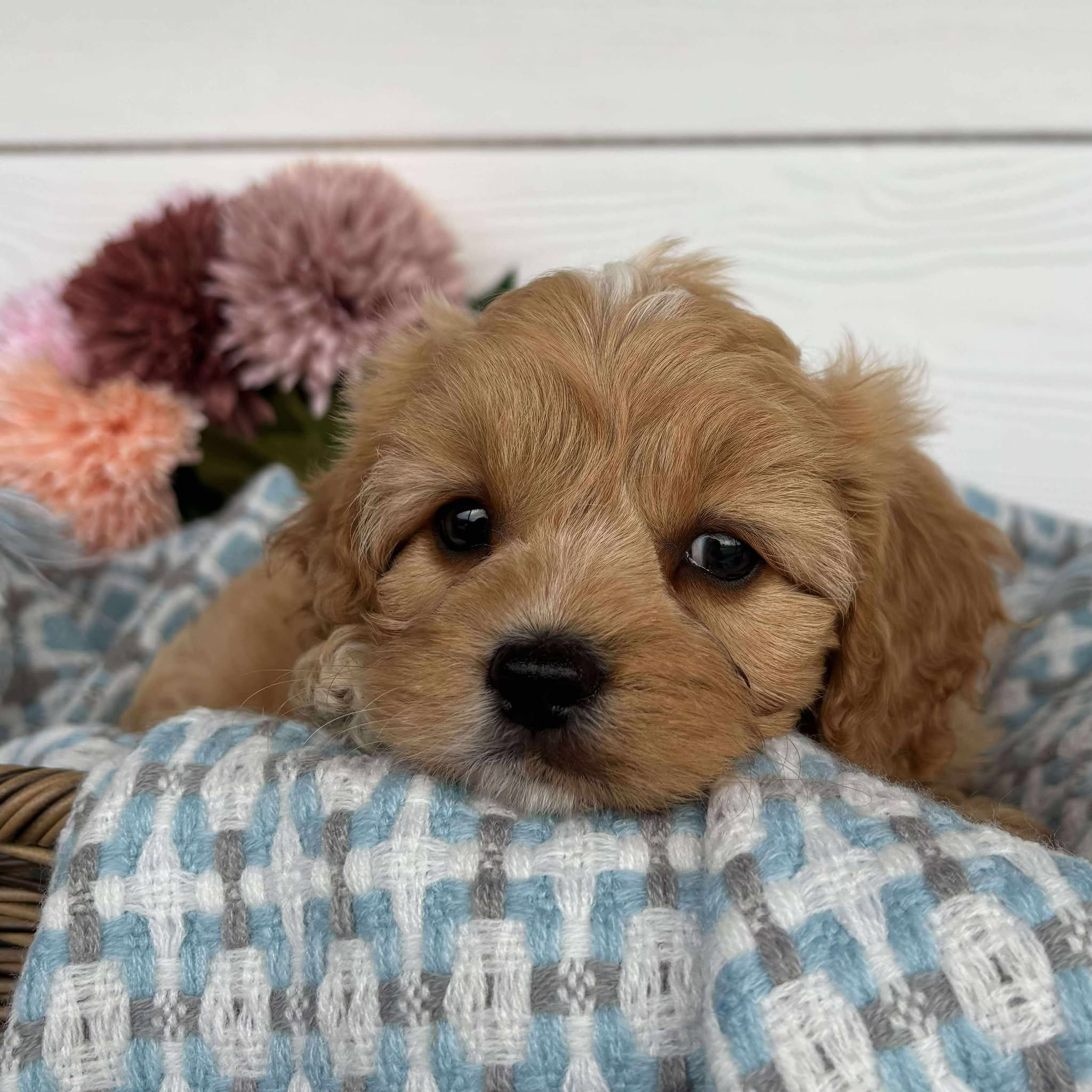Cavoodle Toy Male Harry - Available to Adopt 11th October 2025