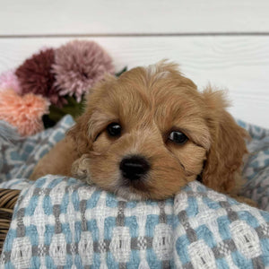 Cavoodle Toy Male Harry - Available to Adopt 11th October 2025