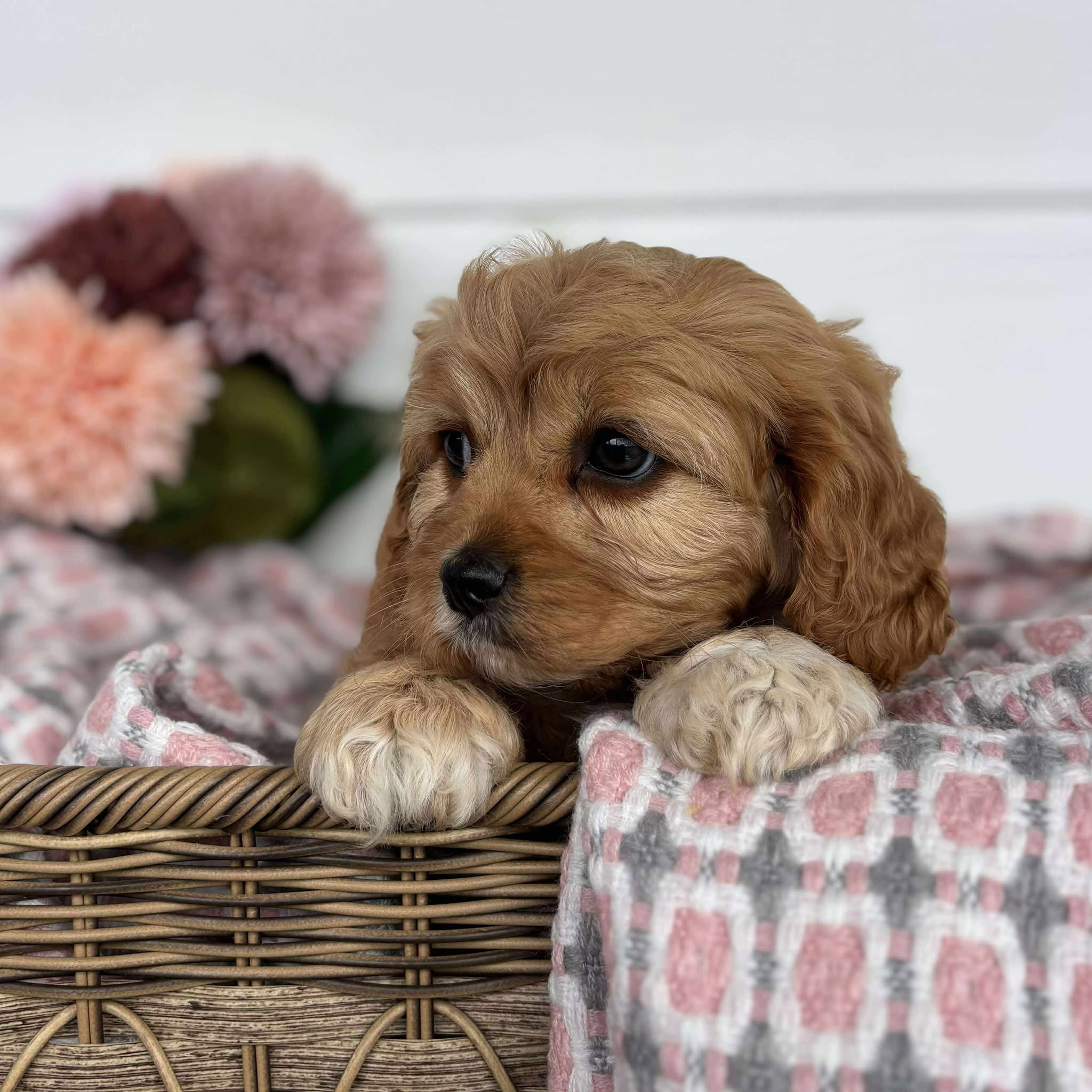 Cavoodle Toy Female Honey - Available to Adopt 11th October 2025