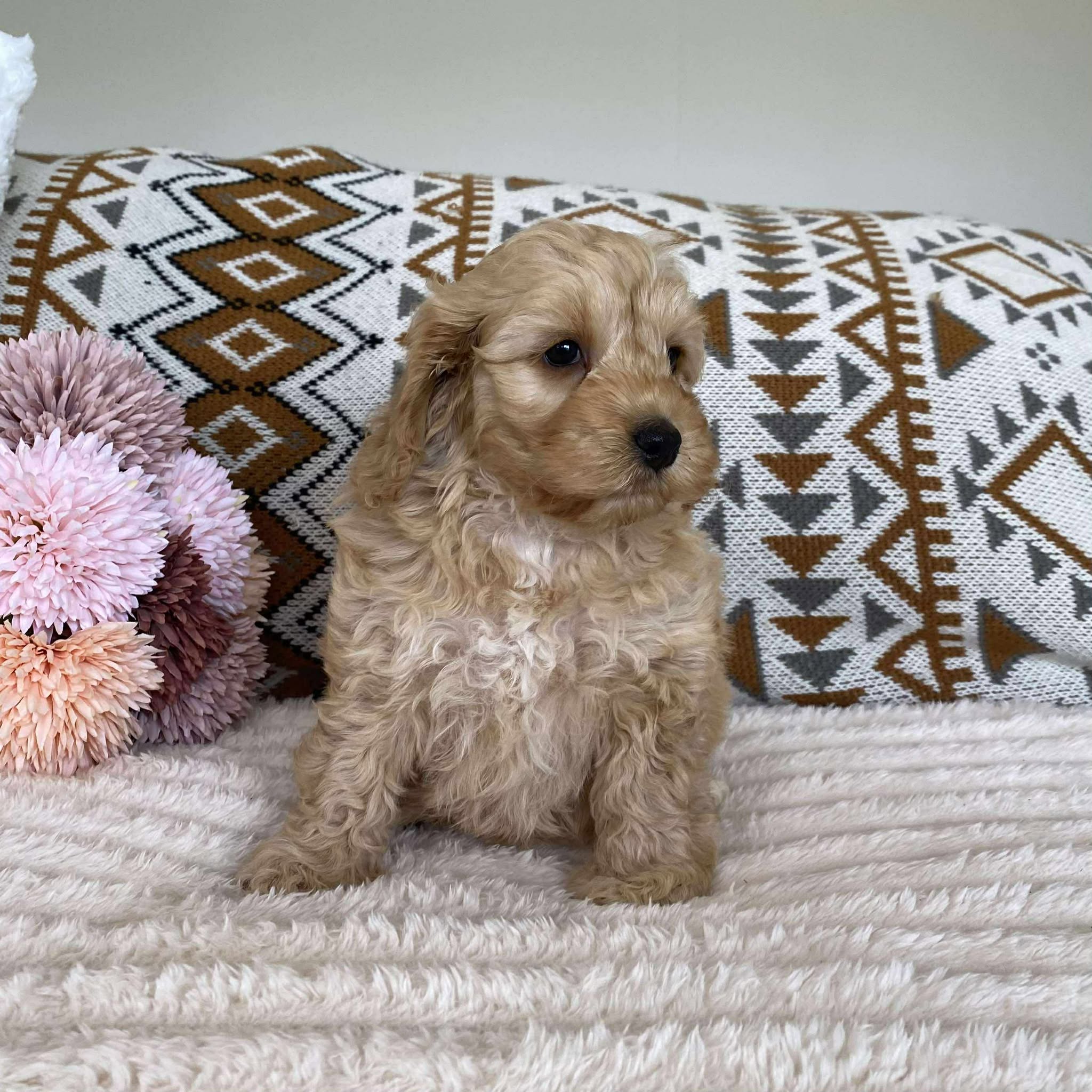 Spoodle Mini Female Lulu - Available to Adopt 11th October 2025