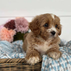 Cavoodle Toy Male Hank - Available to Adopt 11th October 2025