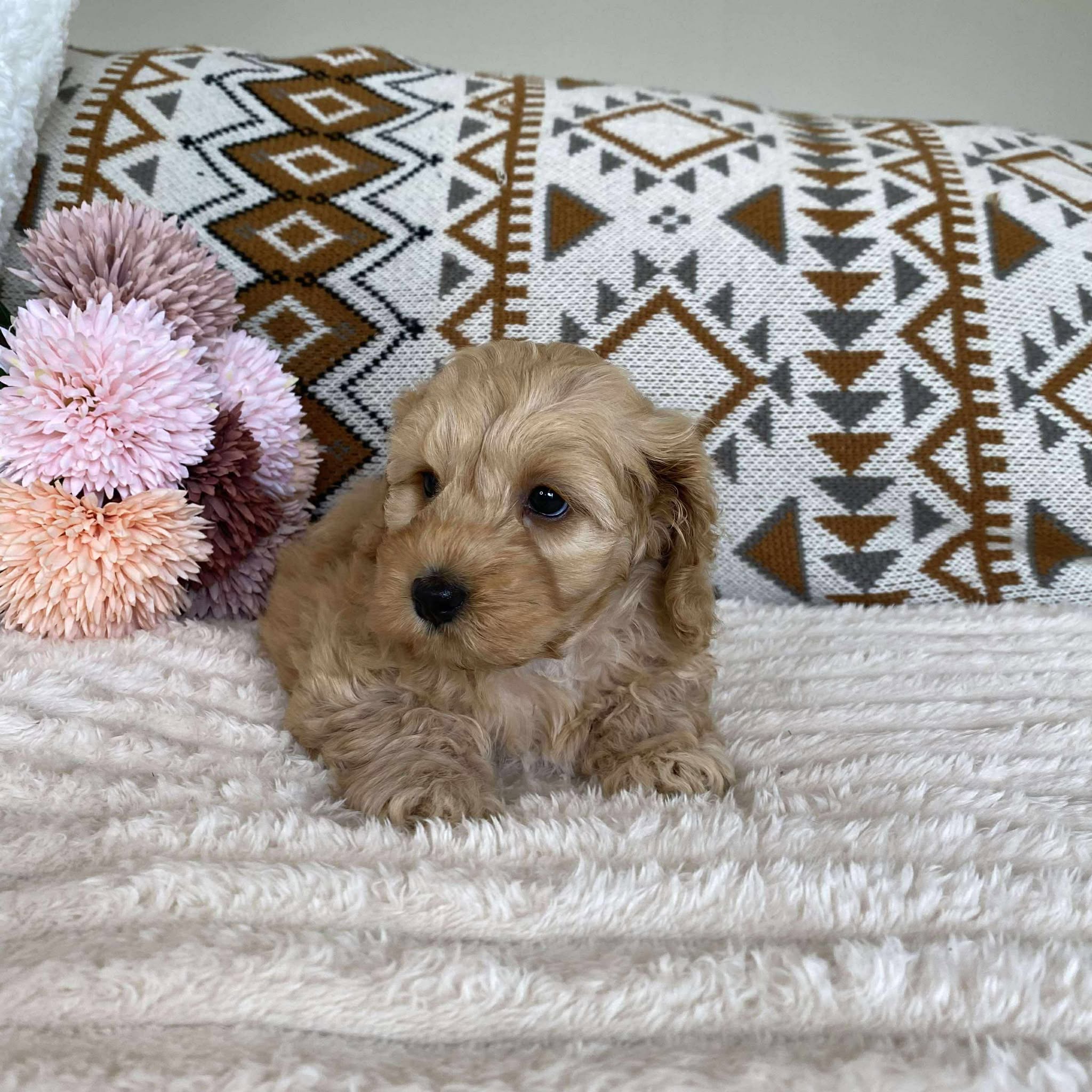 Spoodle Mini Female Lulu - Available to Adopt 11th October 2025