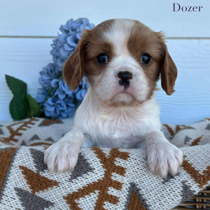Cavalier Male Dozer - Available to Adopt 15th October 2025