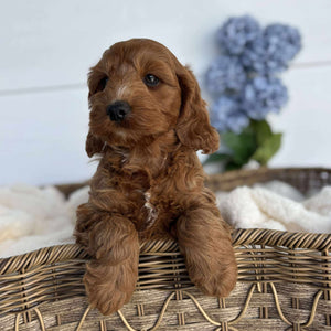 Spoodle Mini Female Bubbles - Adopted