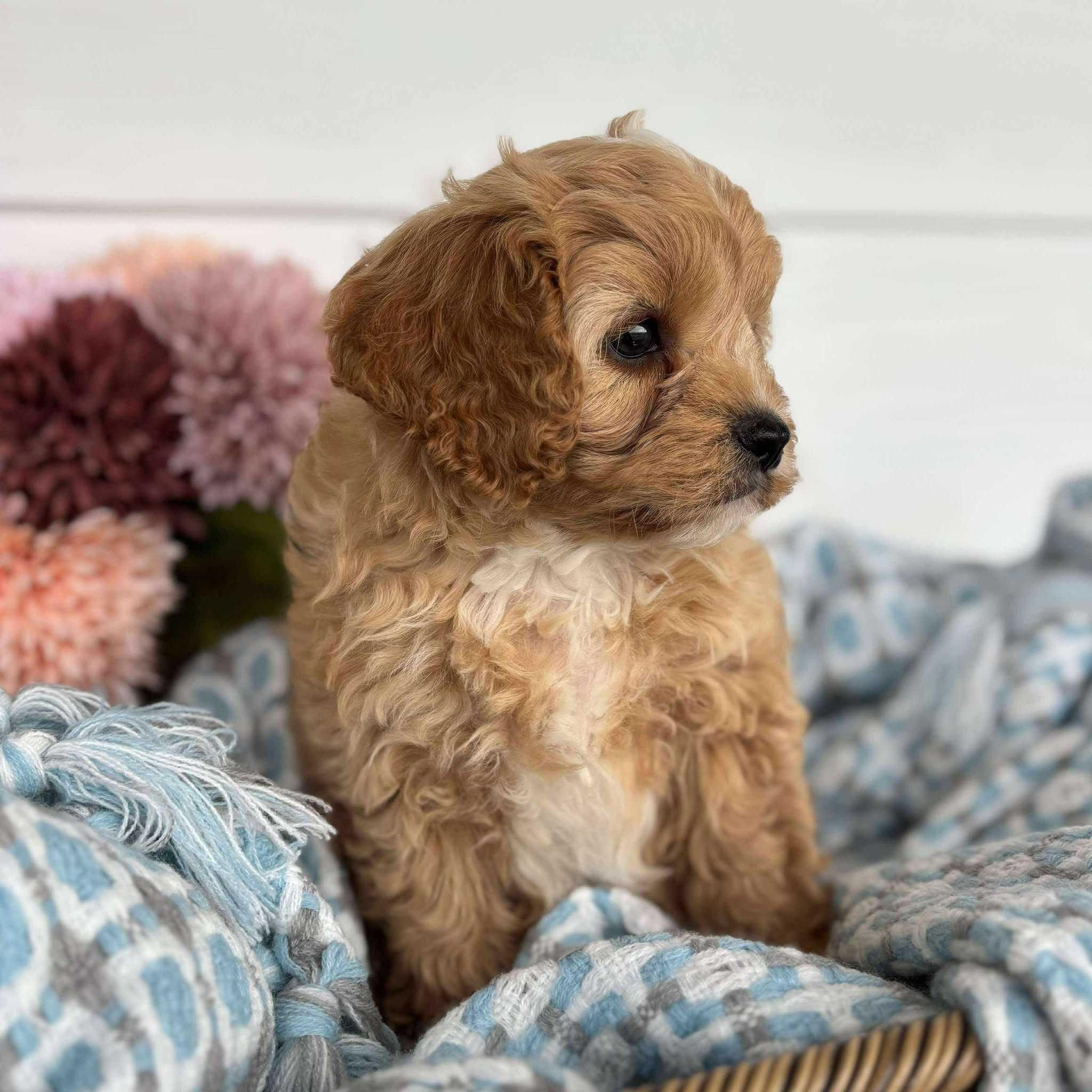 Cavoodle Toy Male Harry - Available to Adopt 11th October 2025