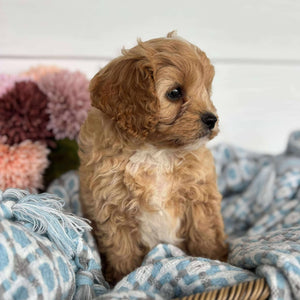 Cavoodle Toy Male Harry - Available to Adopt 11th October 2025