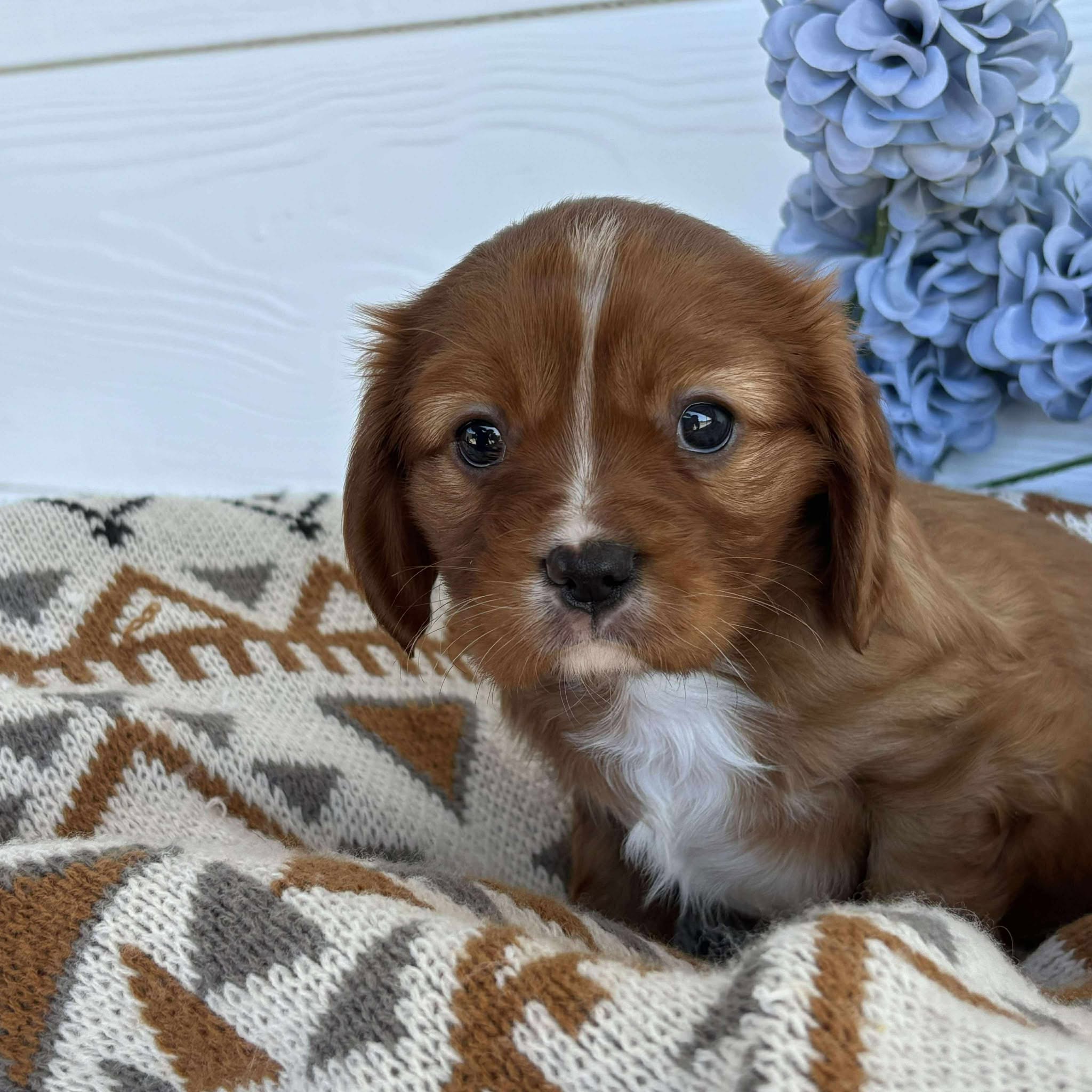 Cavalier Male Diesel - Available to Adopt 15th October 2025