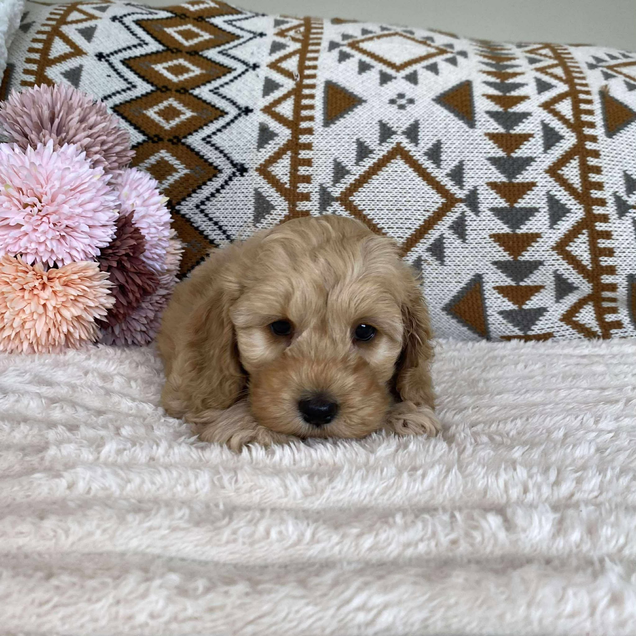 Spoodle Mini Female Lulu - Available to Adopt 11th October 2025