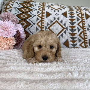 Spoodle Mini Female Lulu - Available to Adopt 11th October 2025