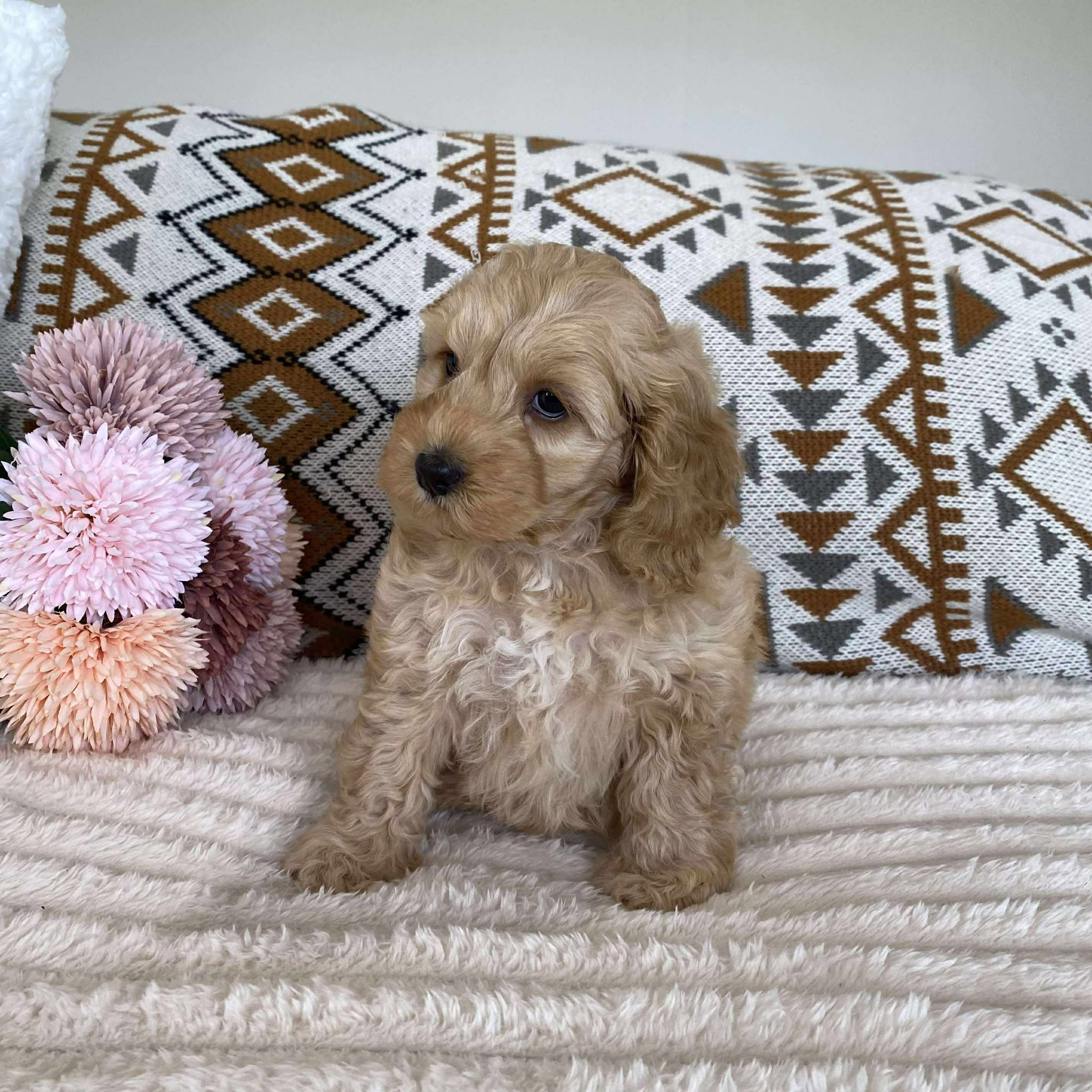 Spoodle Mini Female Lulu - Available to Adopt 11th October 2025