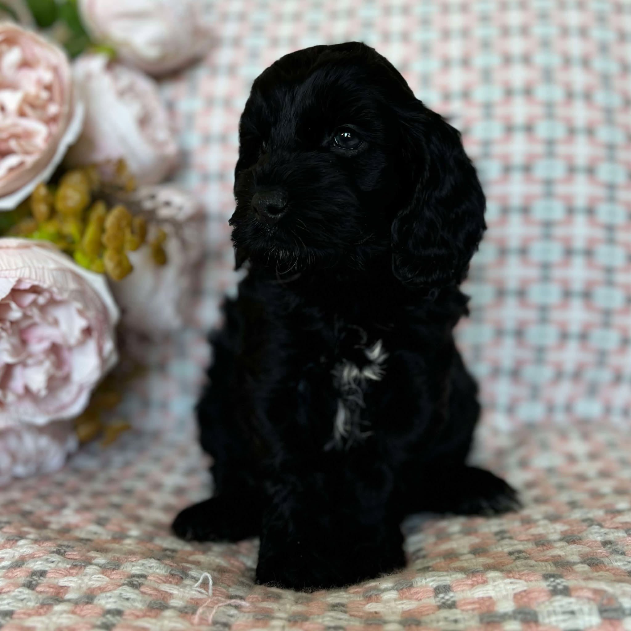 Spoodle Mini Female Missy - Adopted