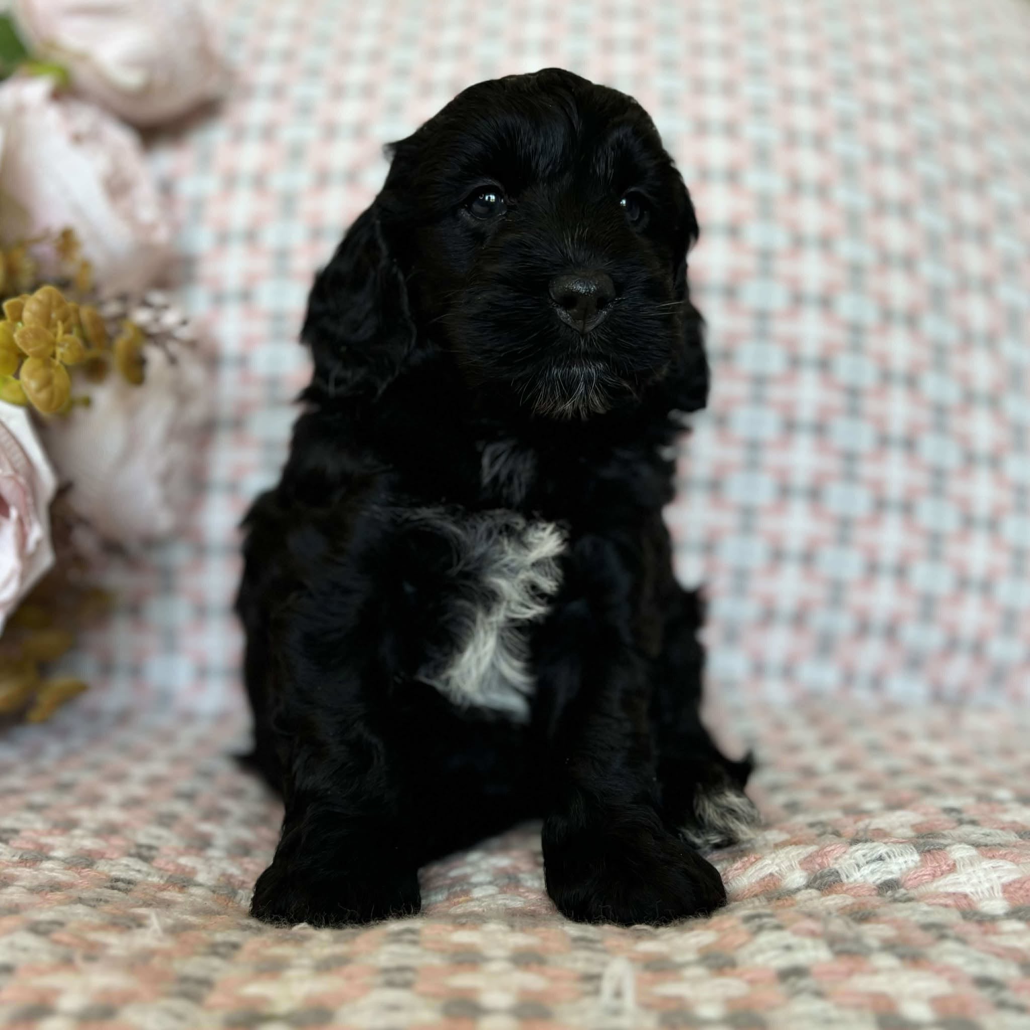 Spoodle Mini Female Melody - Available to Adopt 20th November 2025