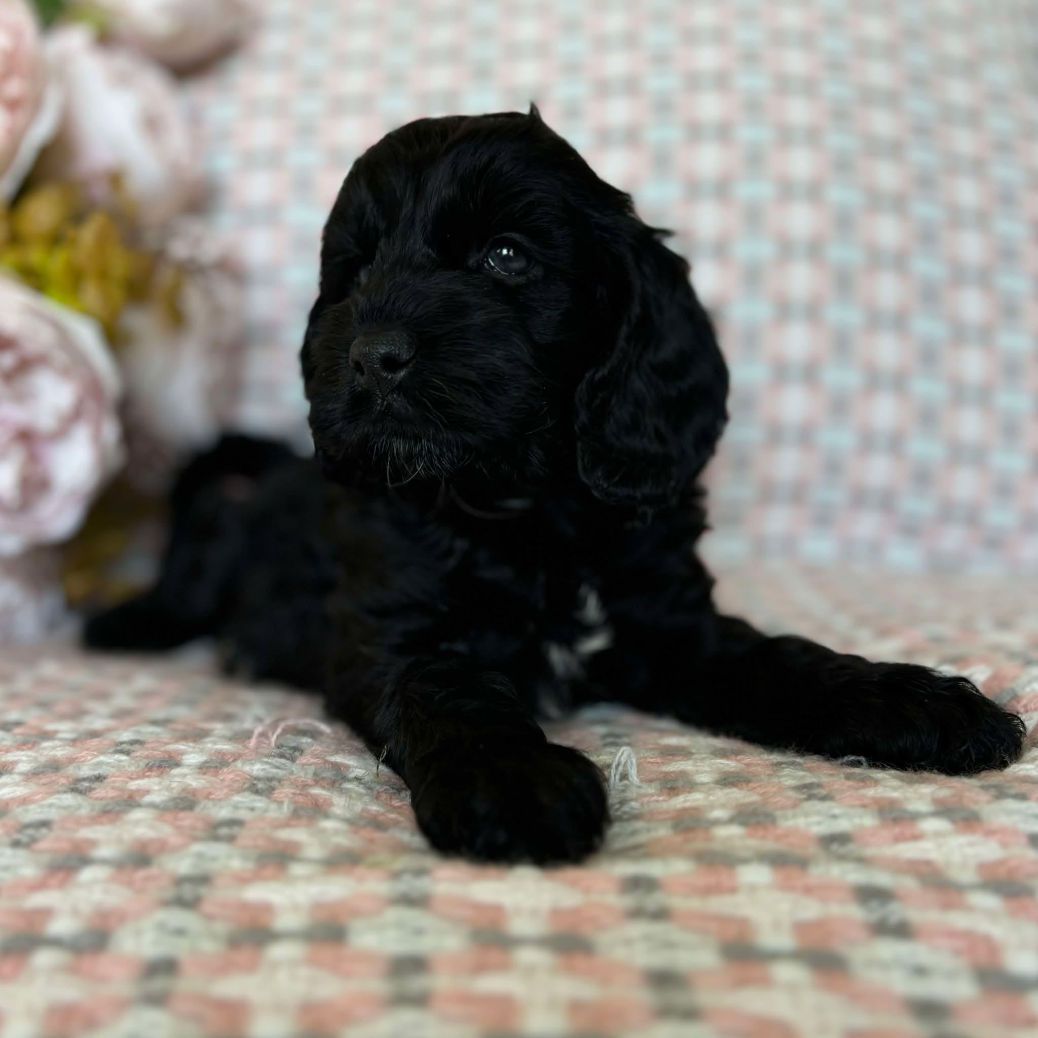 Spoodle Mini Female Missy - Adopted