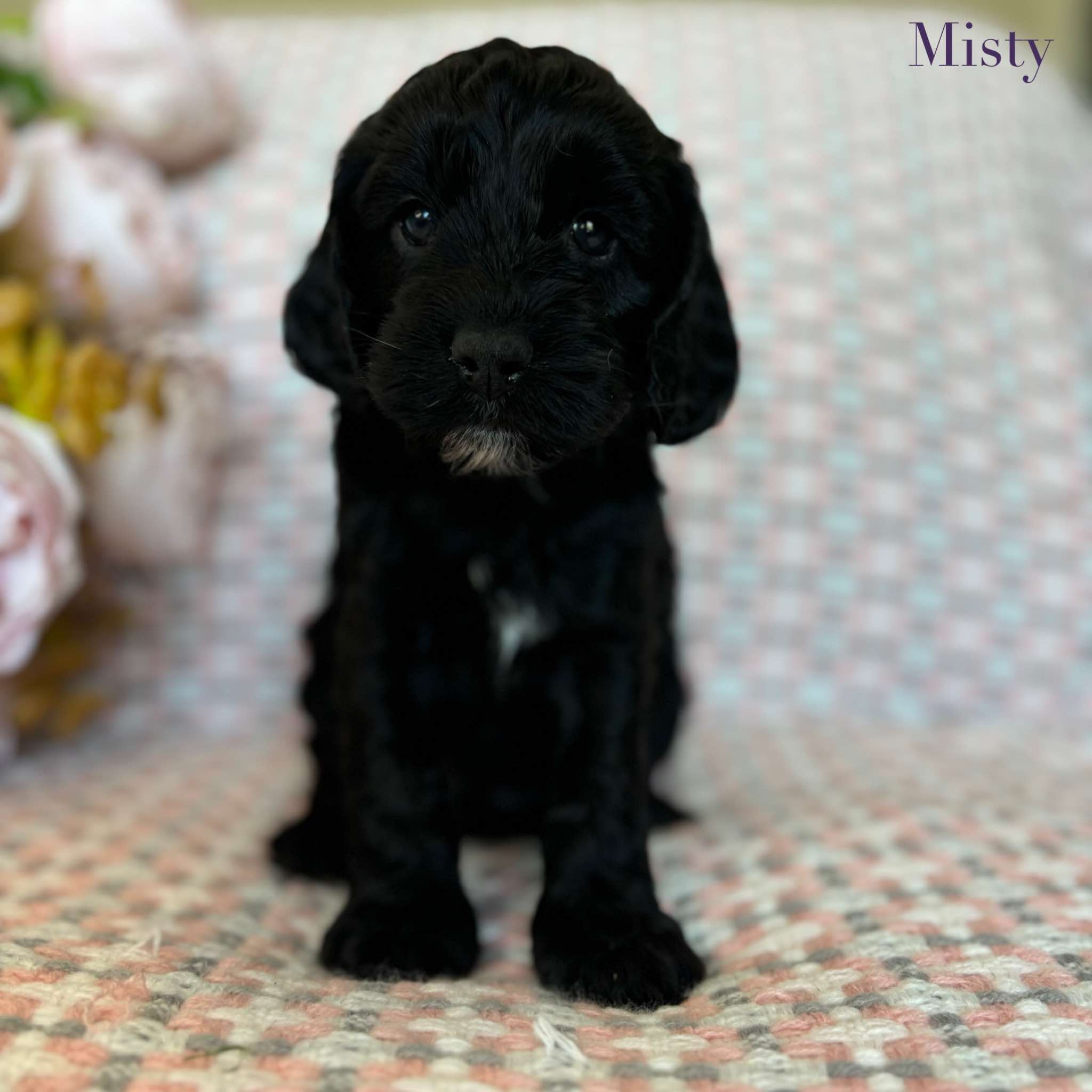 Spoodle Mini Female Misty - Available to Adopt 20th November 2025