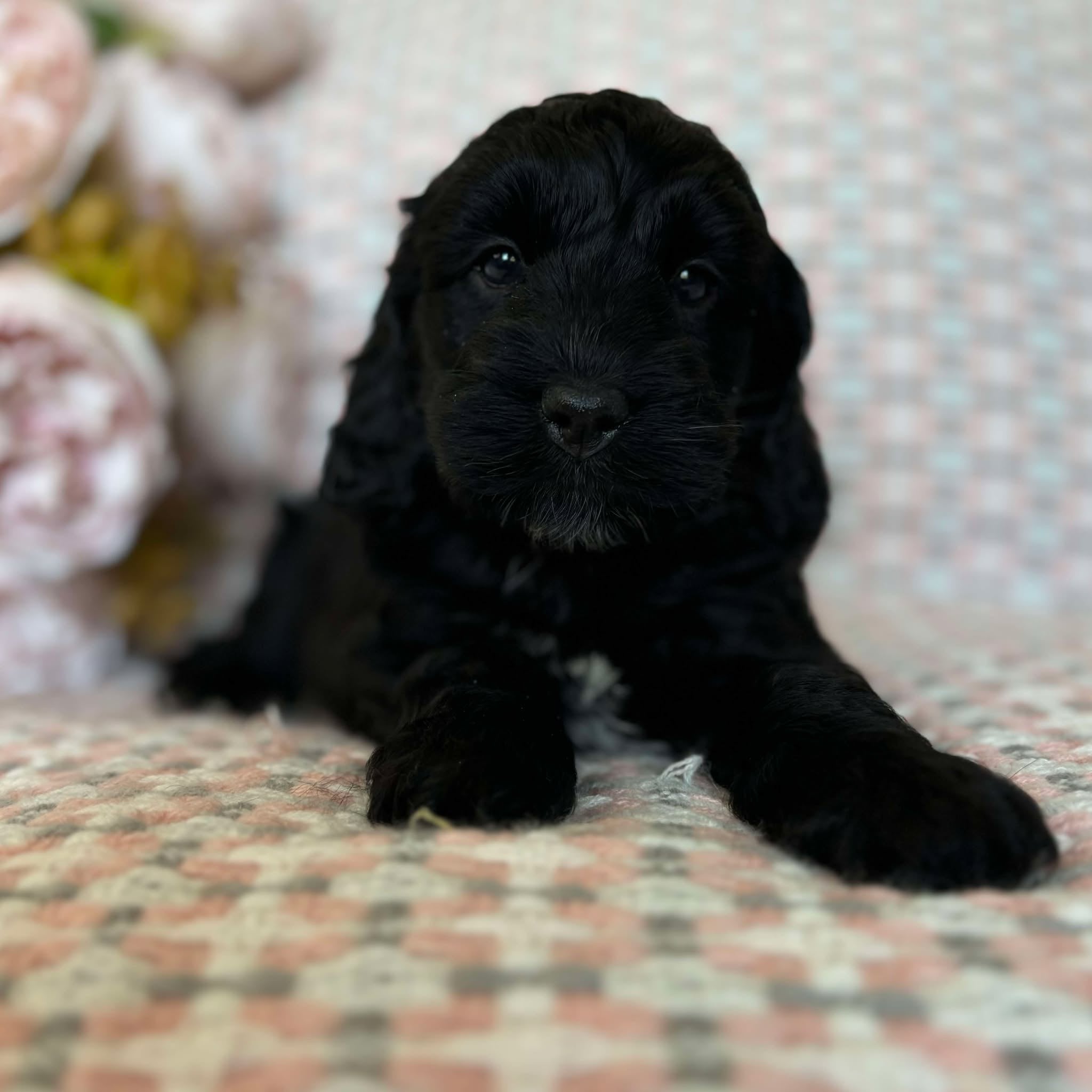 Spoodle Mini Female Melody - Available to Adopt 20th November 2025