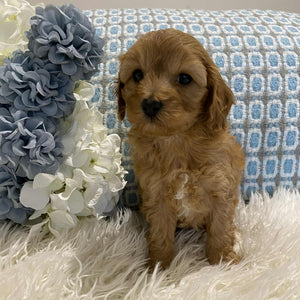 Cavoodle Mini Male Champ - Available to Adopt 18th July 2025