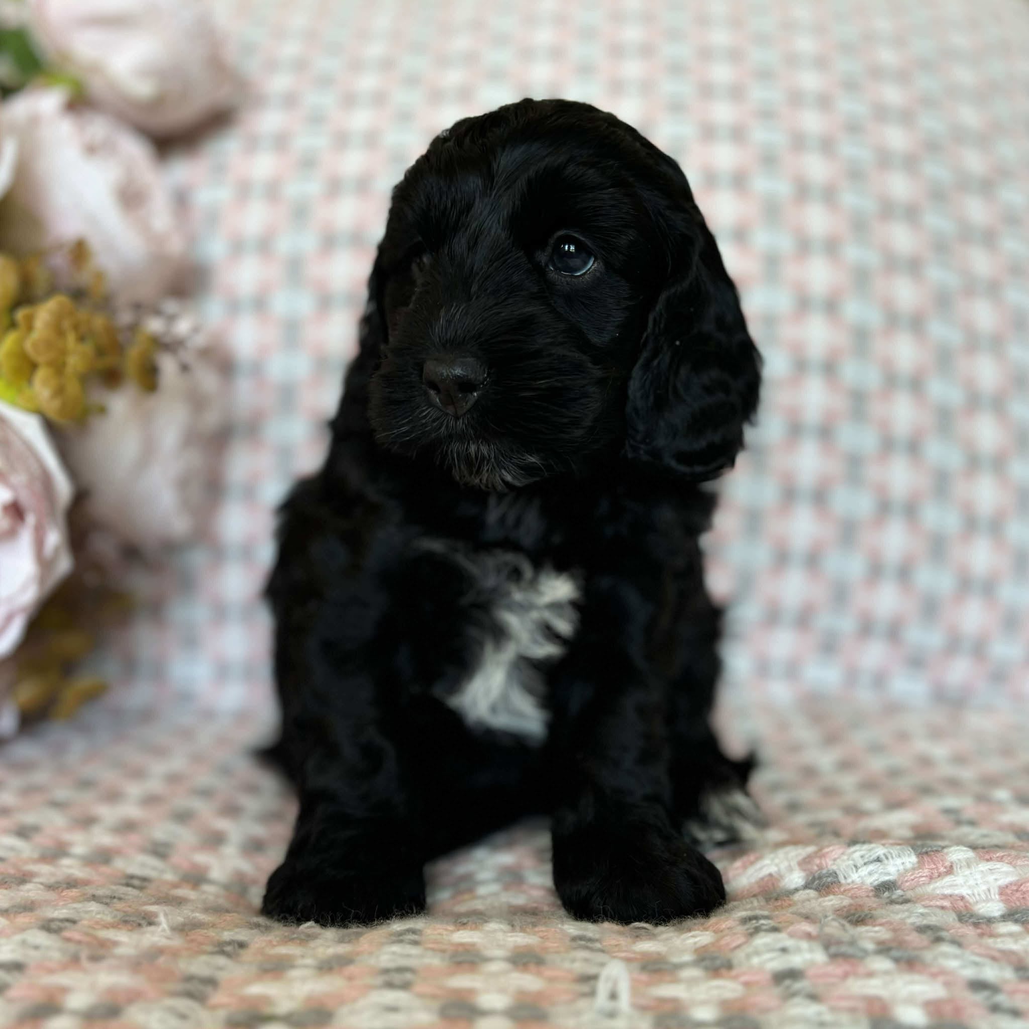 Spoodle Mini Female Melody - Available to Adopt 20th November 2025